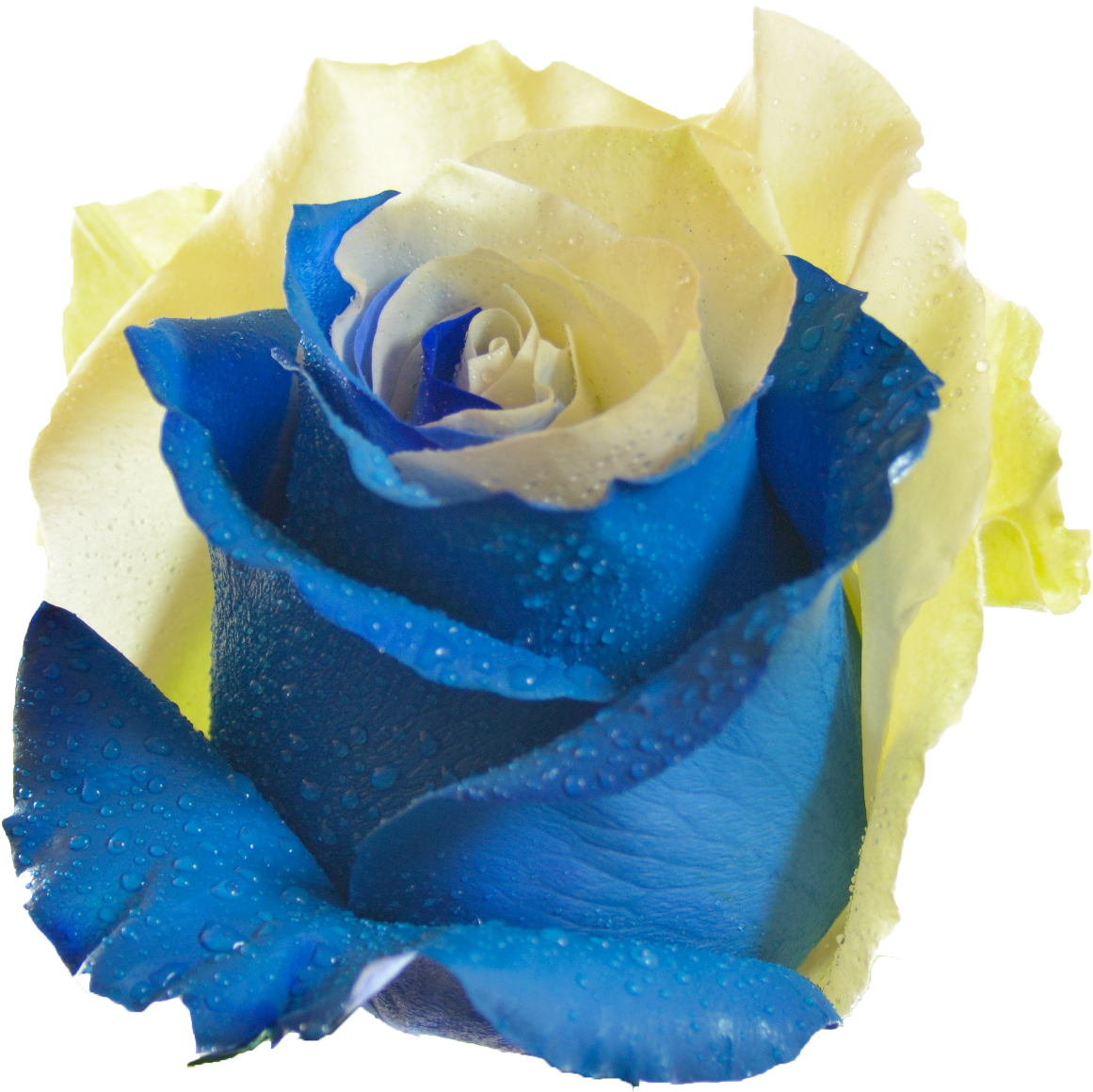 10 Sky - Blue And Yellow Rose Flower Png (1417x1417), Png Download