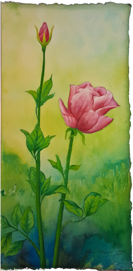 Century Watercolor Extravagana My Partner, Jeff, Scanned - Hybrid Tea Rose (425x550), Png Download