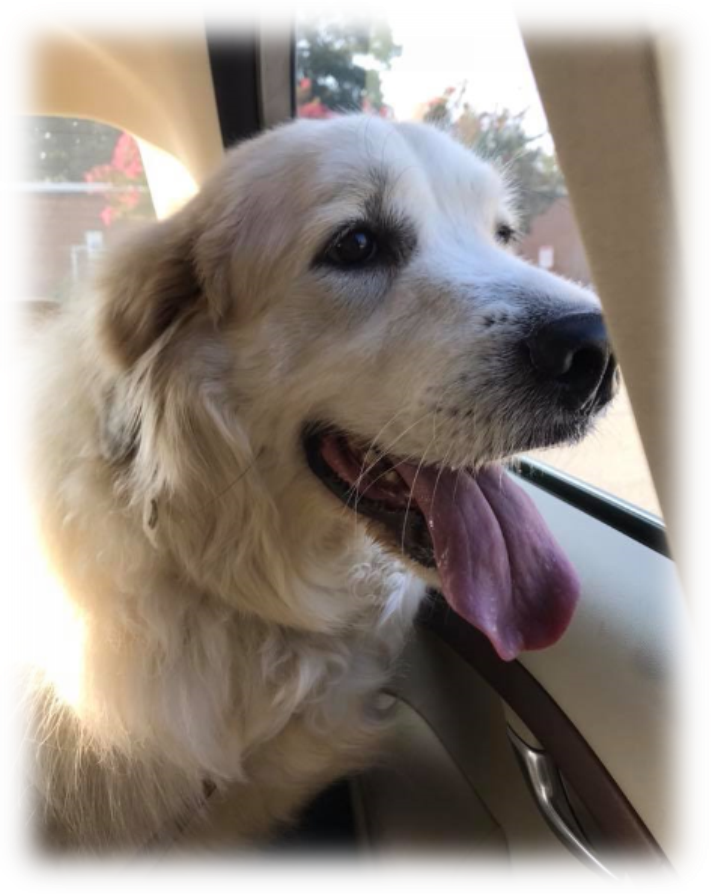 Nala Needs Your Help - Great Pyrenees (712x894), Png Download
