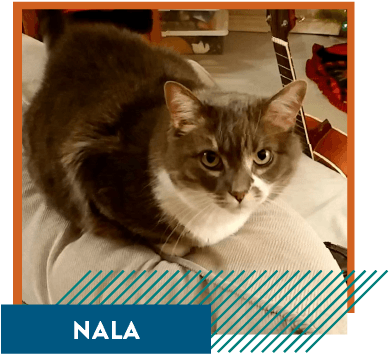Nala-modal - Domestic Short-haired Cat (400x368), Png Download