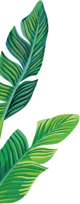 Download Hd Full Banana Leaf Png Download Banana Leaves Clipart Transparent Transparent Png Image Nicepng Com