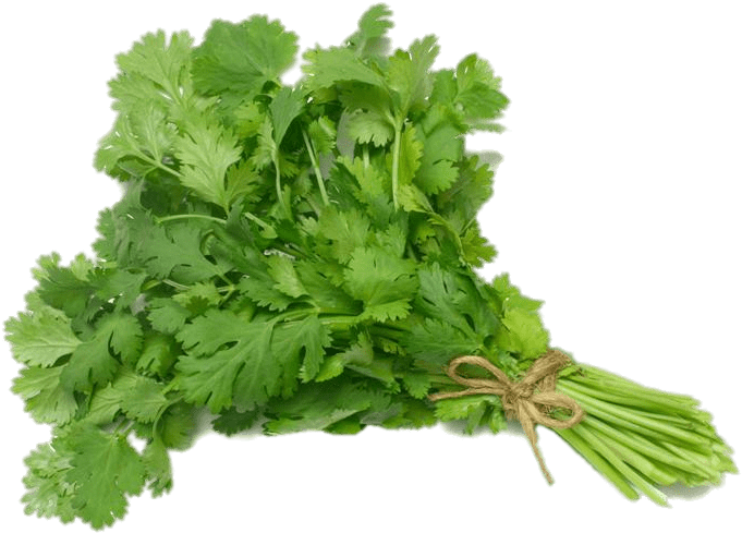 Cilantro - Coriander (cilantro) Slo-bolting Herb Seed (800x533), Png Download
