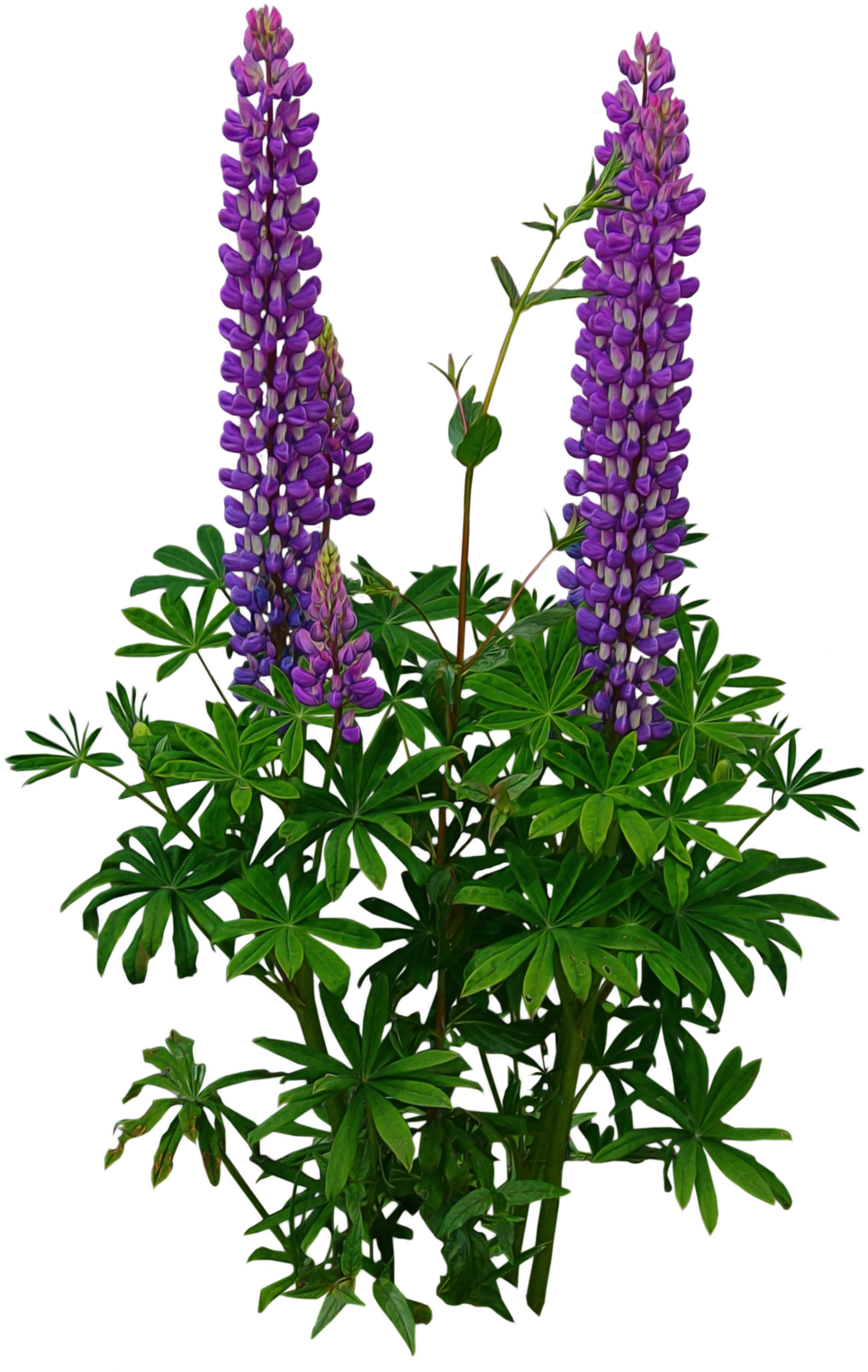 Tree Plan Png, Tree Psd, Photoshop Images, Photoshop - Lupine Png (726x1099), Png Download