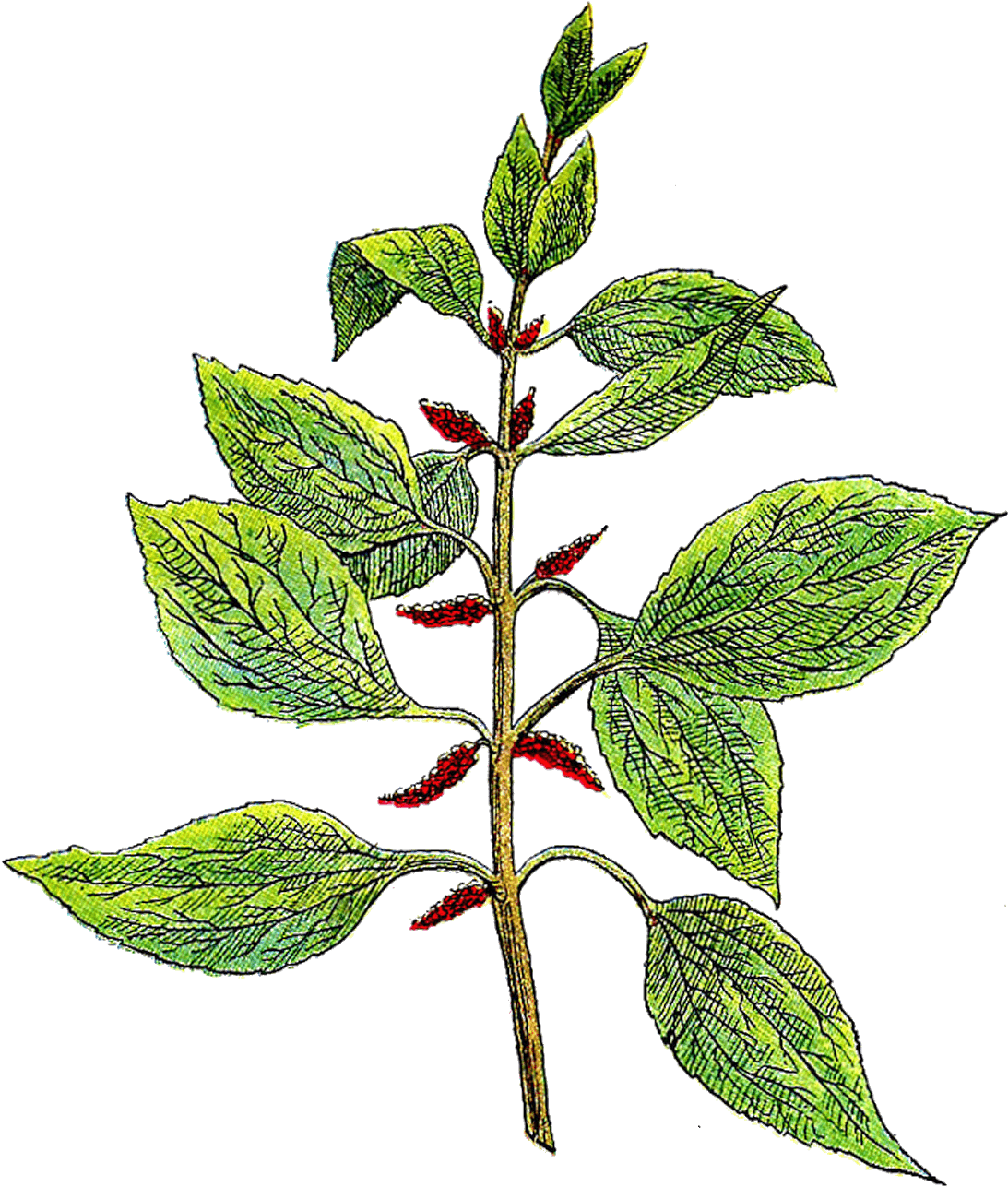 Growing Chervil - Botanical Clipart (1298x1600), Png Download