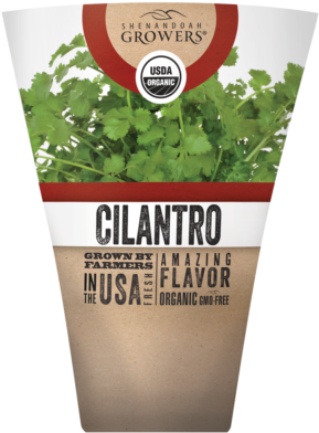 Healthy Cilantro Herb Seeds (336x400), Png Download