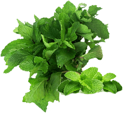 Png Free Stock Cilantro Drawing Green Leafy Vegetable - Sxc Exfoliating And Hydrating Lip Exfoliator Scrub (660x450), Png Download