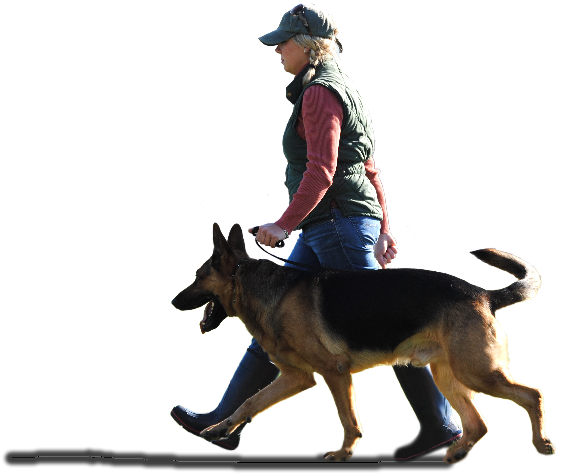 Sport Dog Training - Dog Training Transparent Png (800x535), Png Download