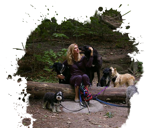 Puppy Daycare Toronto - Toronto (499x427), Png Download