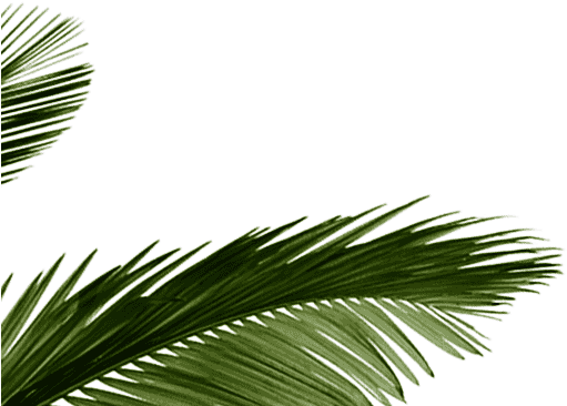 Foco Pure Coconut Water - Tropical Leaf Png (530x380), Png Download
