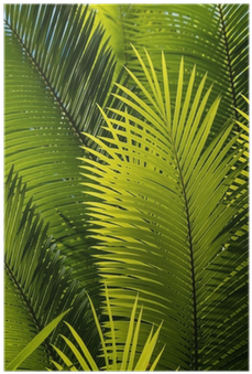 Palm Trees (400x400), Png Download