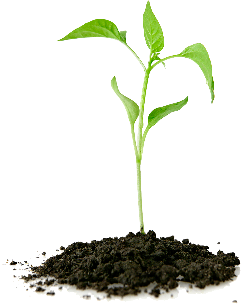 Thumb Image - Grow Your Faith (906x1169), Png Download