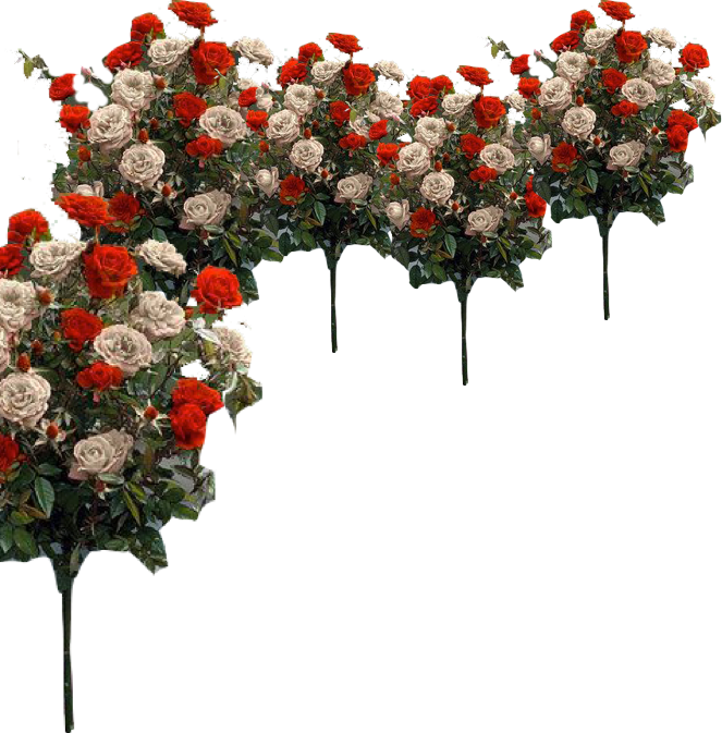 The Queen's Croquet Ground - Garden Roses (663x673), Png Download