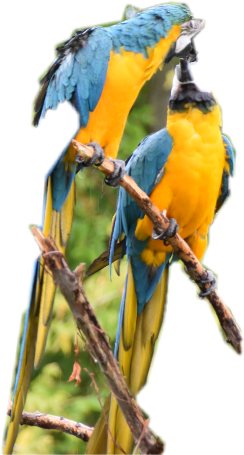 Parrot Clipart Parrott - Macaw (480x892), Png Download