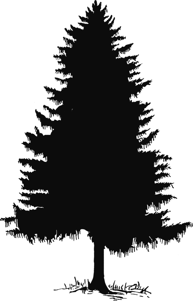 Pine Tree Clip Art Wedding Clipart - Pine Tree Silhouette Png (657x1024), Png Download