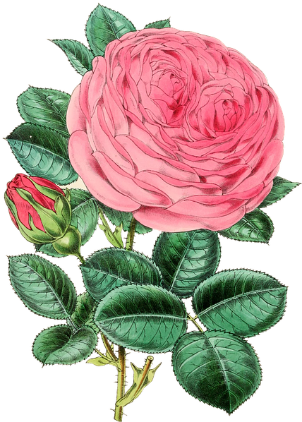 Bleed Holy Or Bleed Free - Rose Illustration Vintage Png (468x720), Png Download