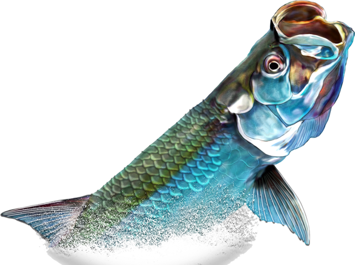 The Mission Of The Golden Meadow-fourchon Tarpon Rodeo - Tarpon Png (728x544), Png Download