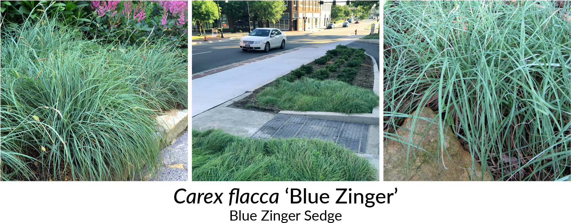 It Holds Its Blue Coloring Through The Winter In Milder - Driveway (2000x800), Png Download