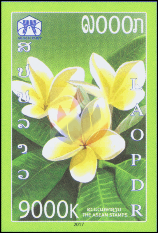 Frangipani (800x800), Png Download