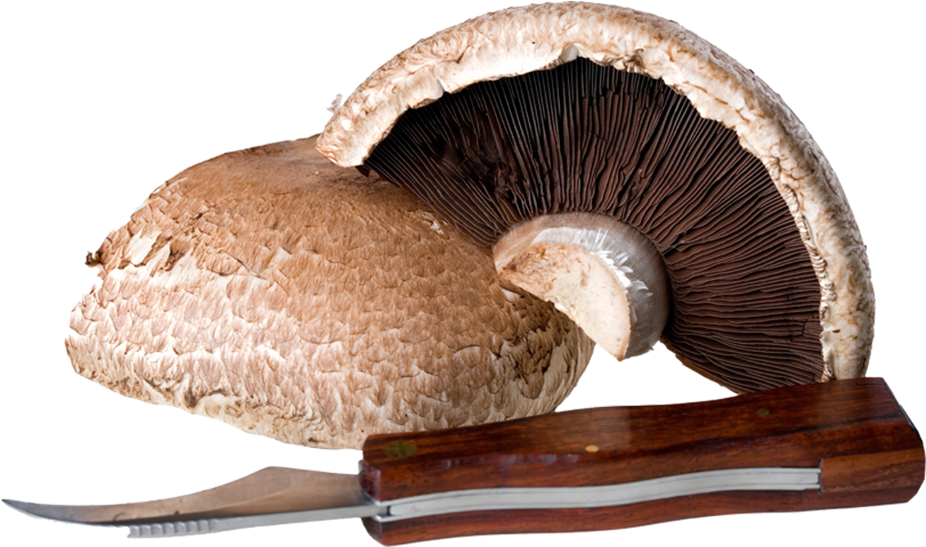Mushrooms - Shiitake (1036x600), Png Download