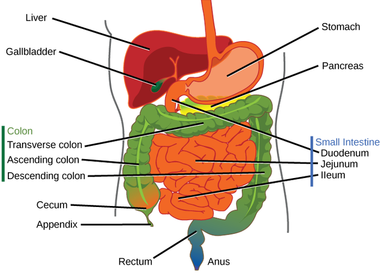 780 X 562 6 - Digestive System Small Organs (780x562), Png Download
