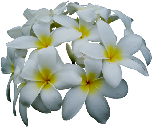 1872 Jasmine - Frangipani (594x629), Png Download