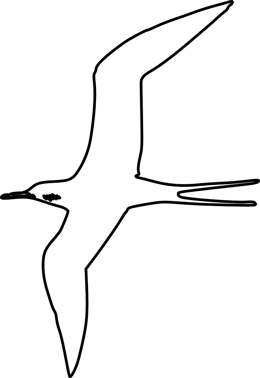 Seabird (880x1280), Png Download