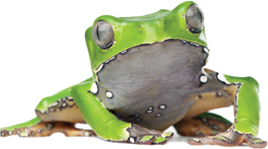 Kambo South Africa - Phyllomedusa Bicolor (1225x1166), Png Download