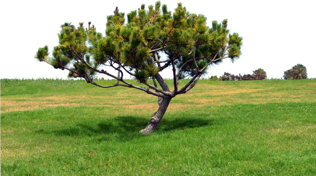 Grass Hill Png - Hill Grass Png (1098x727), Png Download