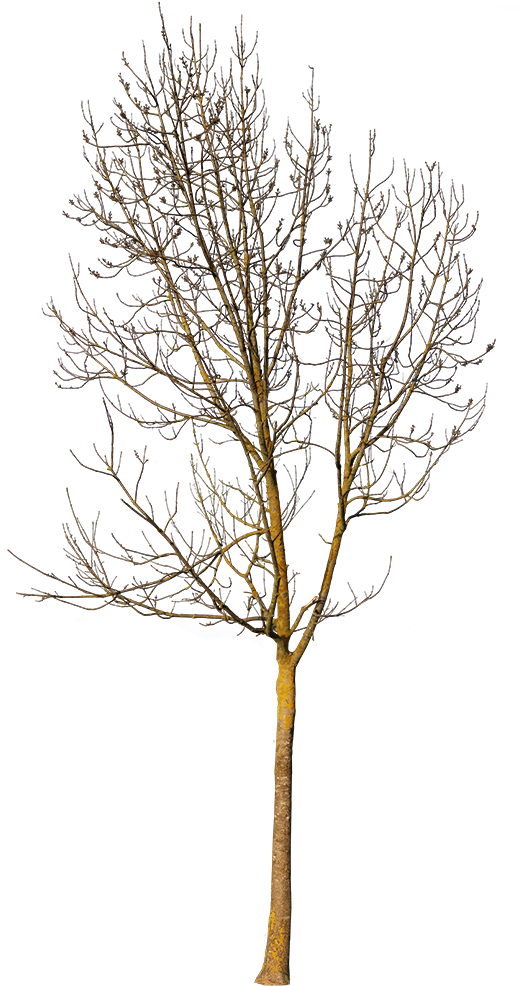 Pond Pine (524x1000), Png Download