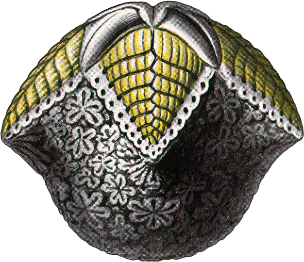 Headpiece (696x593), Png Download