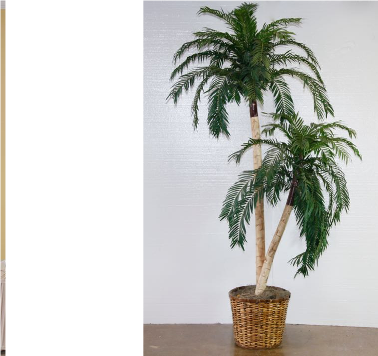 Attalea Speciosa (1000x714), Png Download