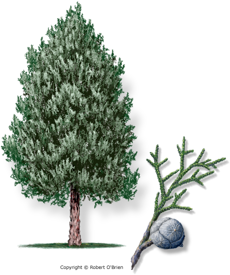 Arizona Cypress Tree (600x600), Png Download