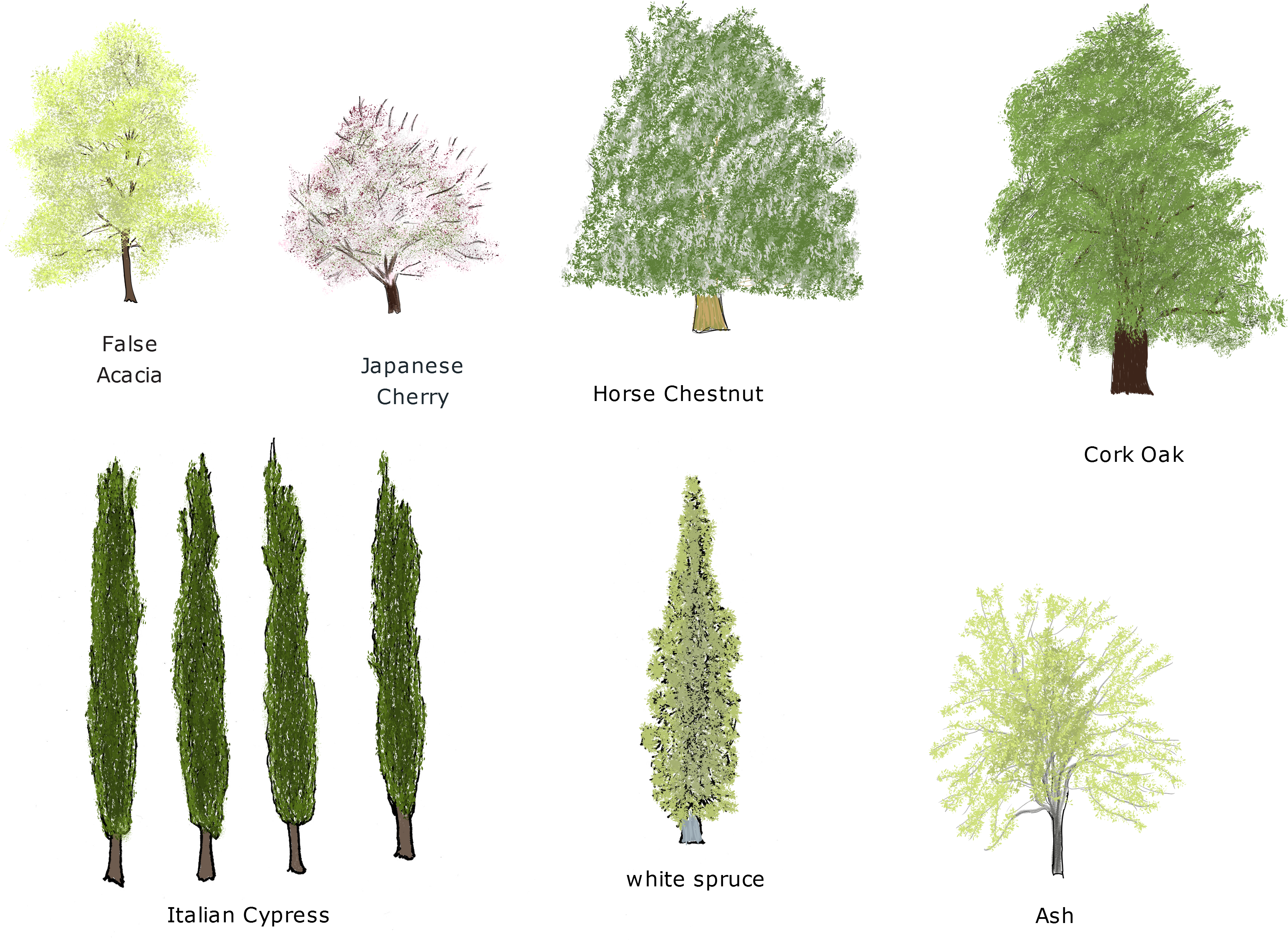 Trees (4209x2976), Png Download