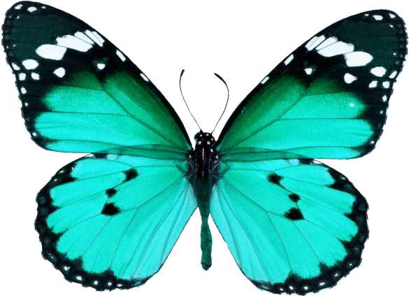 Butterfly - Butterfly Wings (866x650), Png Download