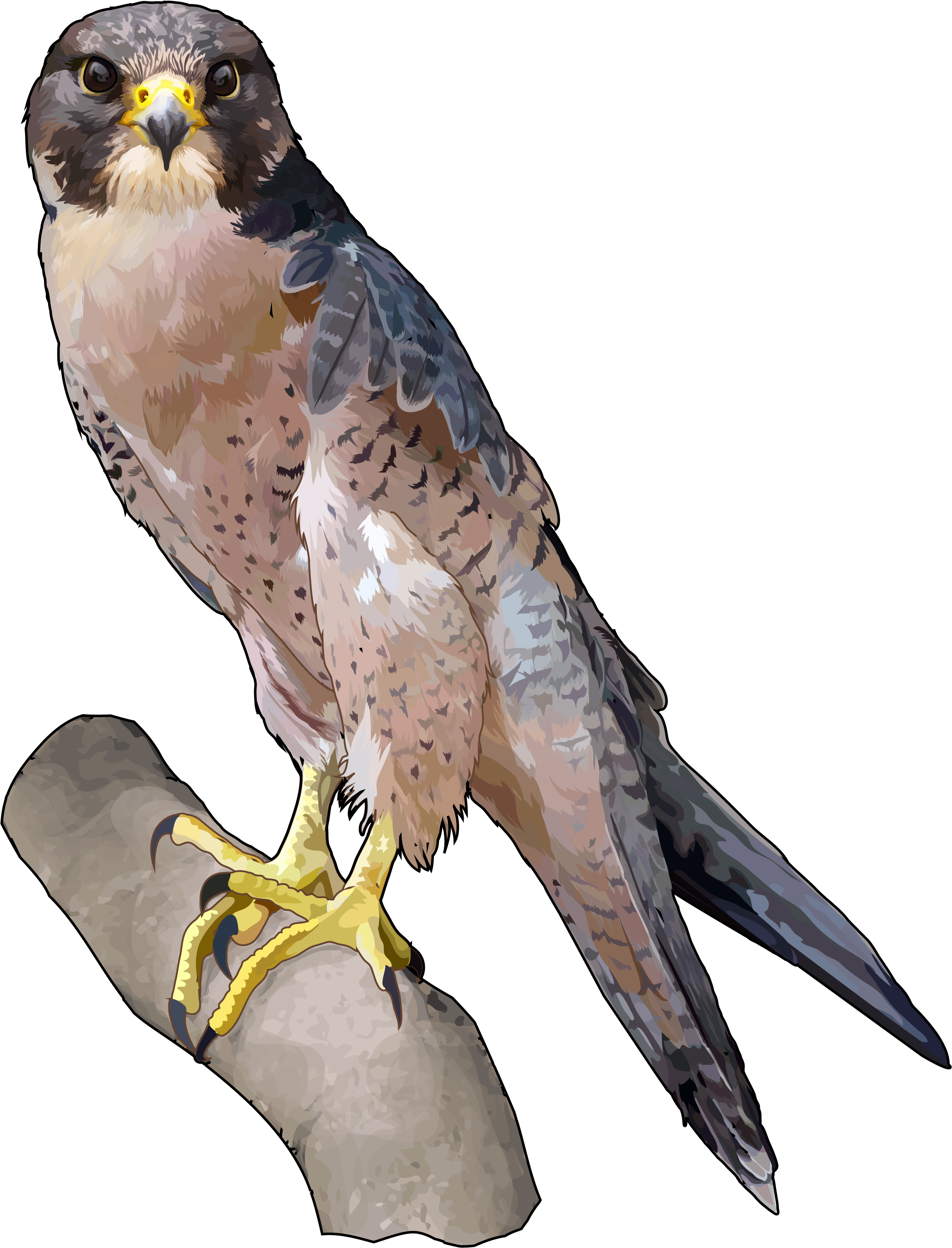 Download Hd Halcon Tagarote Ecoisla Fuerteventura Falcon Transparent Png Image Nicepng Com