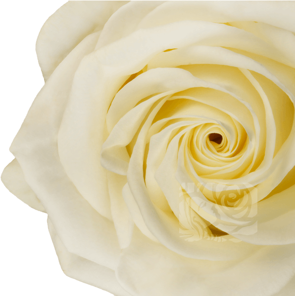 White Roses - Hybrid Tea Rose (658x597), Png Download