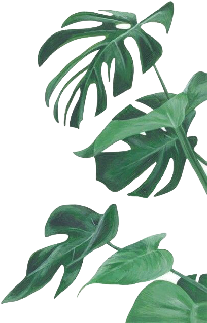 Botany Leaf Painting Leaves Illustration Watercolor - Monstera Wallpaper Iphone (483x679), Png Download