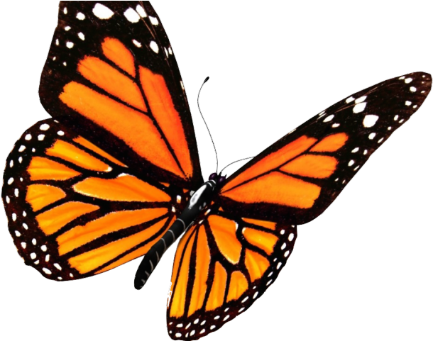 Monarch Butterfly Clipart Butterfly Tattoo - Monarch Butterfly Transparent Background (640x480), Png Download