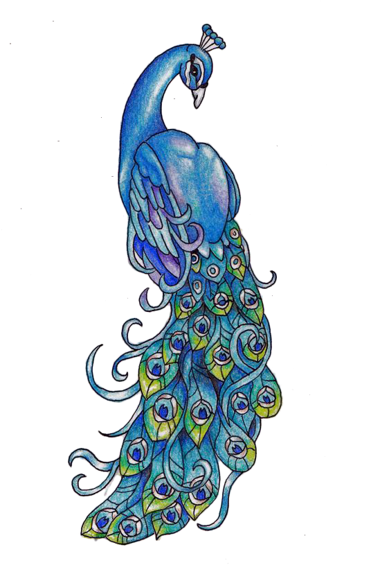 Peacock Drawing (564x832), Png Download