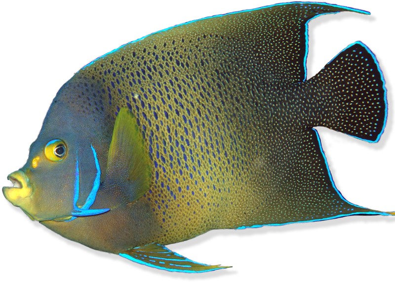 What Is A Fish - Coral Reef Fish (800x800), Png Download