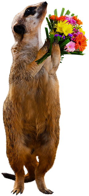 Animal, Meerkat, Bouquet, Thank You, Love, Flowers - Thank You Meerkat (480x720), Png Download