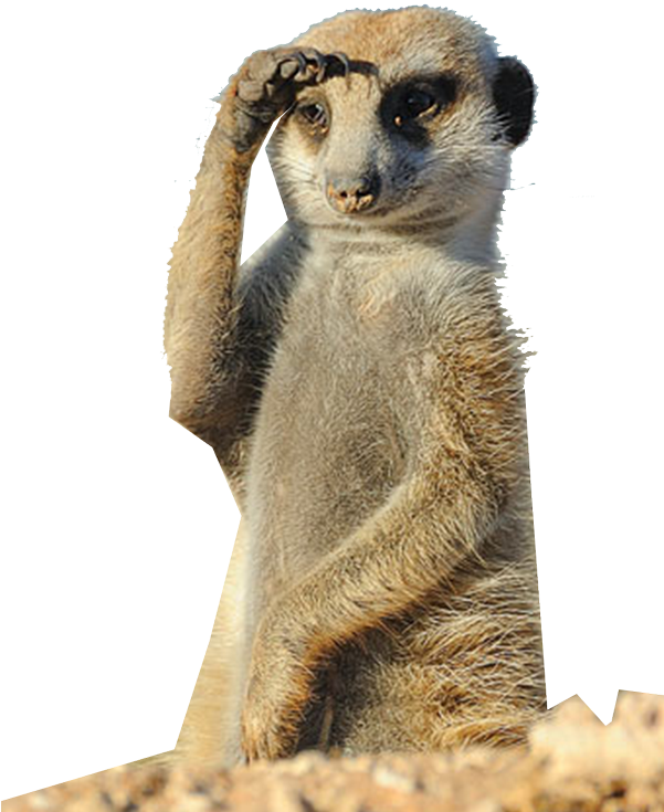 #wheristhecap Hashtag On Twitter - Meerkat Funny (600x845), Png Download