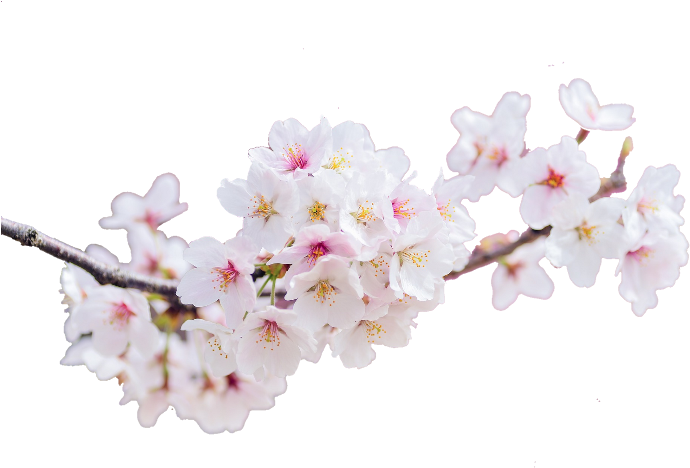 Cherry Blossoms Landscape (721x480), Png Download
