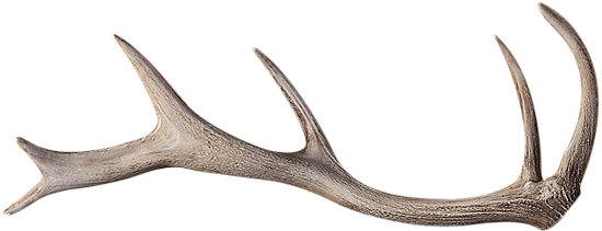 Reindeer (600x600), Png Download