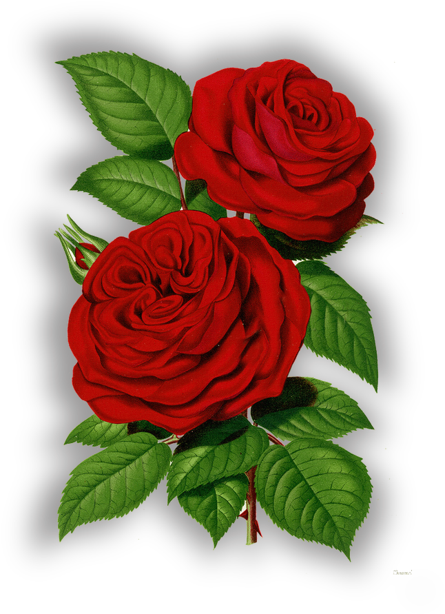 798 X 1020 6 - Good Morning Share Chat Whatsapp (798x1020), Png Download