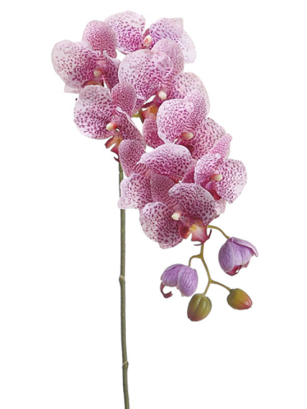 31" Phalaenopsis Orchid Spray With 8 Flowers And 4 - Moth Orchid (800x800), Png Download