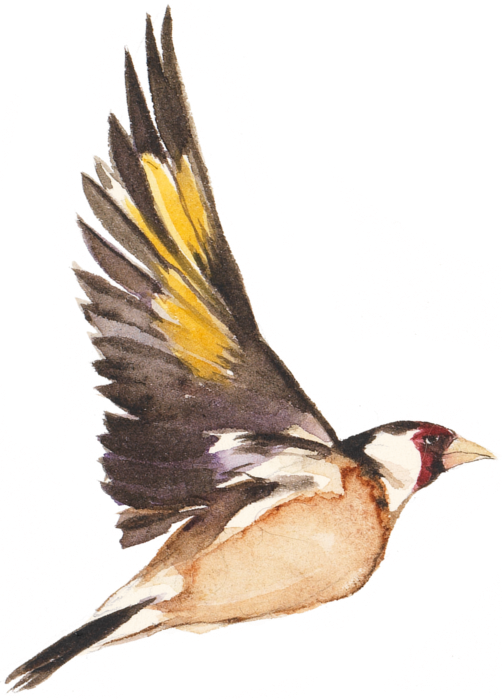 The Book (502x699), Png Download