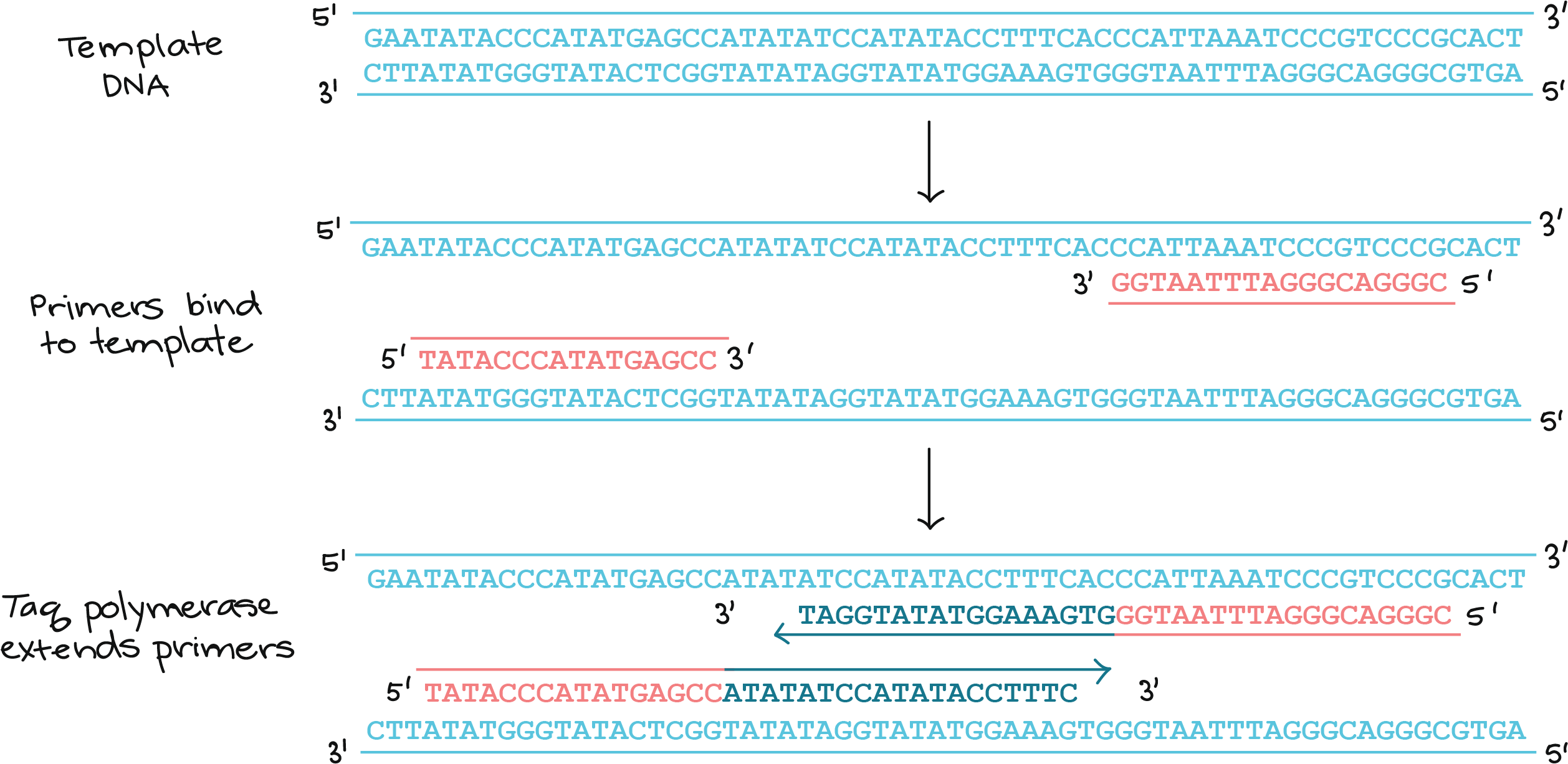 Dna Primers (2596x1367), Png Download