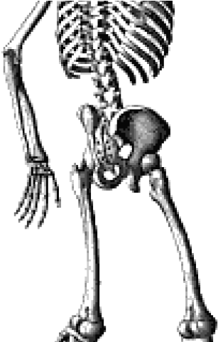 Skeleton Png Transparent Images - Waving Skeleton (640x480), Png Download