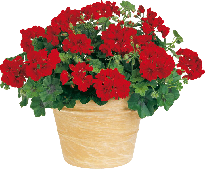 ¿quieres Empezar Tu Vivero - Flowerpot (722x594), Png Download